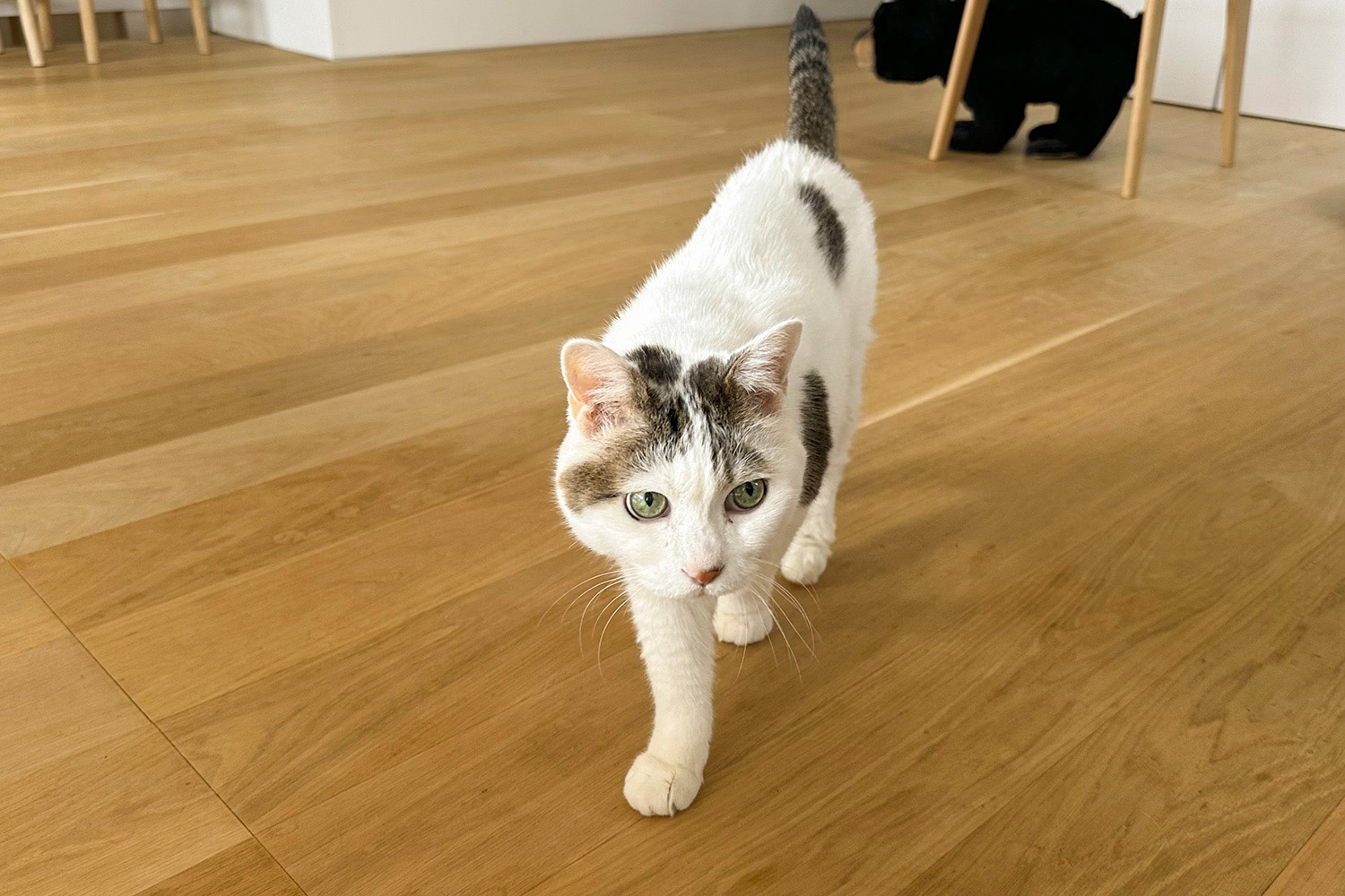 vY bvŶق̂E͏pvol.12