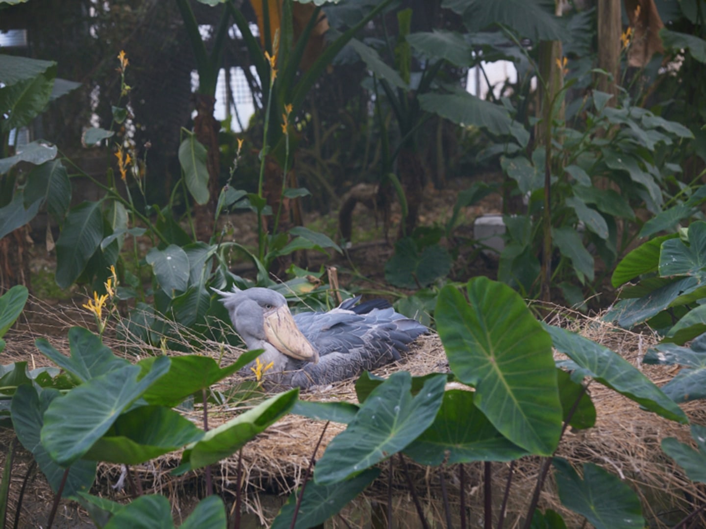 「動かない鳥」として園でも人気のハシビロコウは、アフリカの湿地帯に生息する絶滅危惧種。アジア初となる飼育下での自然繁殖を目指し、彼らの生息域を再現したエリアがクラウドファンディングによって実現。
