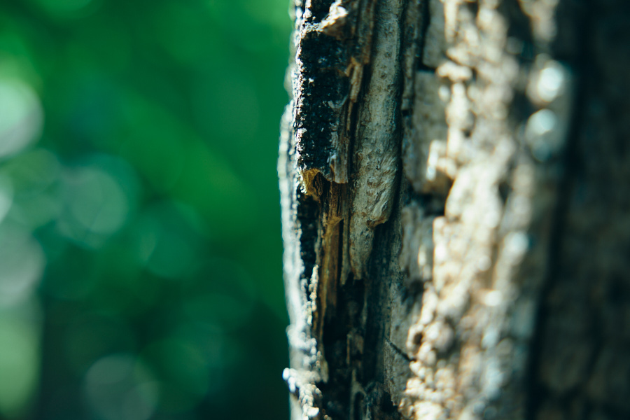工房の庭に植えてある黄檗（きはだ）の木は、皮を剥いで染料に使う。黄檗には虫除け効果があるといわれていたことから、昔の大切な書物には虫食いから守るために黄檗染めの和紙が使われていたそう。