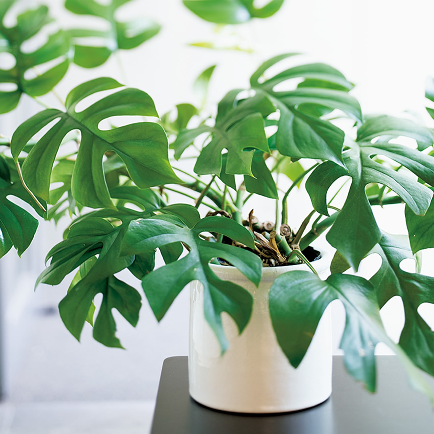 観葉植物で部屋の空気を浄化する