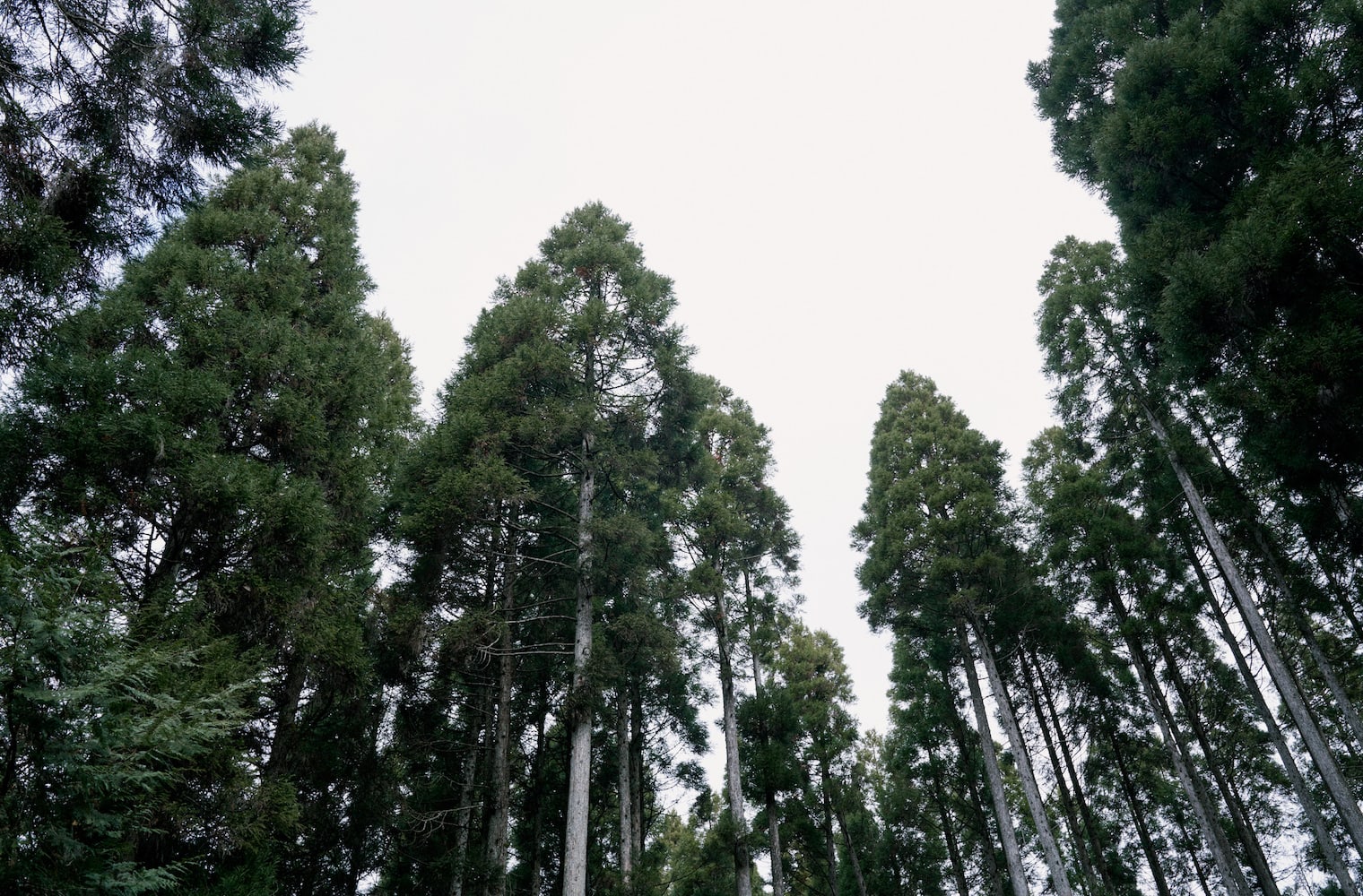 代々、穴井家が管理する山。手入れされた森には俊輔さんの祖父や曽祖父が植林した小国杉が。