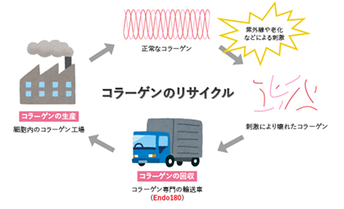 コラーゲンリサイクルイメージ