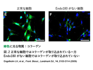 Endo180 �R���[�Q�������C���[�W