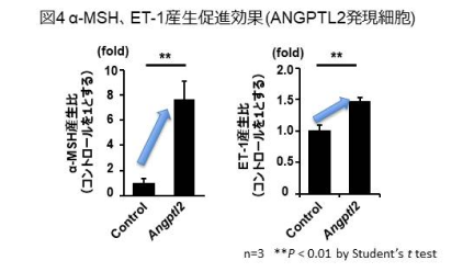 ET-1産生促進効果グラフ