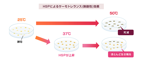 HSP(ヒートショックプロテイン)によるサーモトレランス(熱耐性)効果