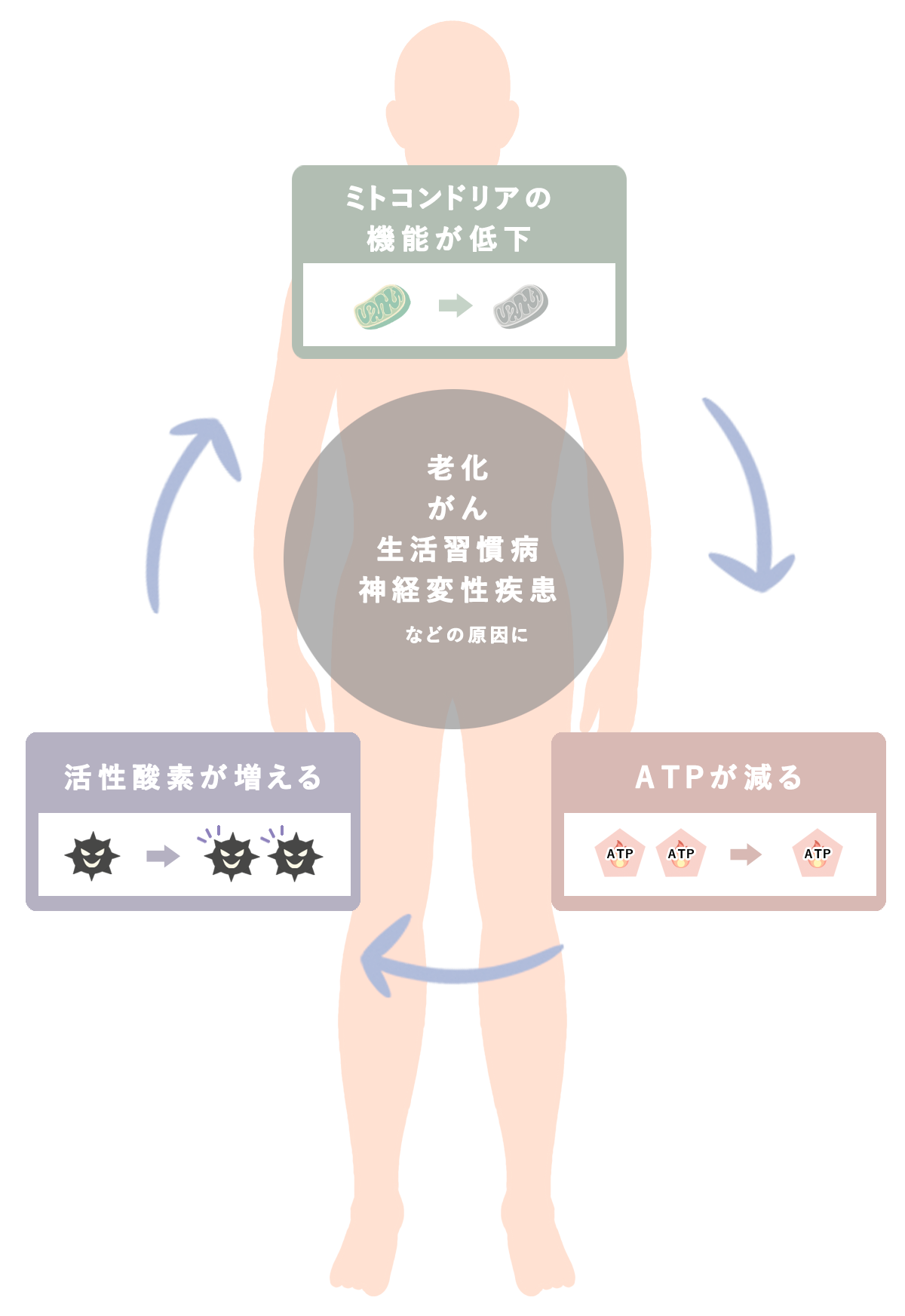 ミトコンドリアの機能低下が生み出す悪循環イメージ