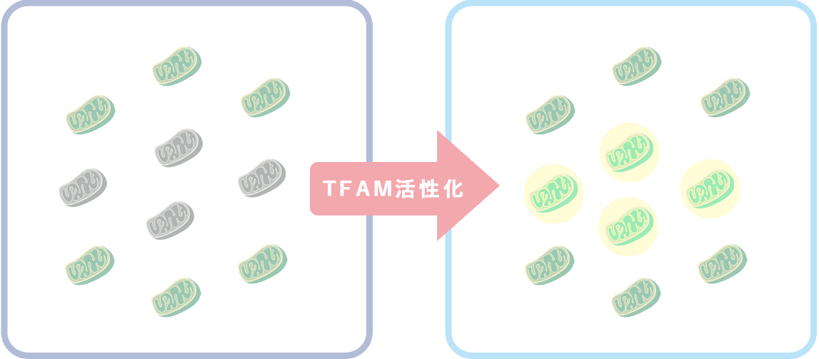 ミトコンドリア活性化イメージ