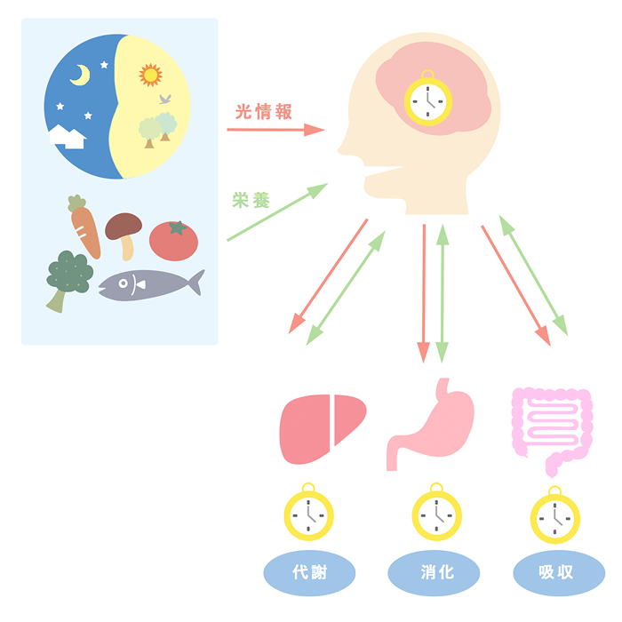 生体リズム全容イメージ
