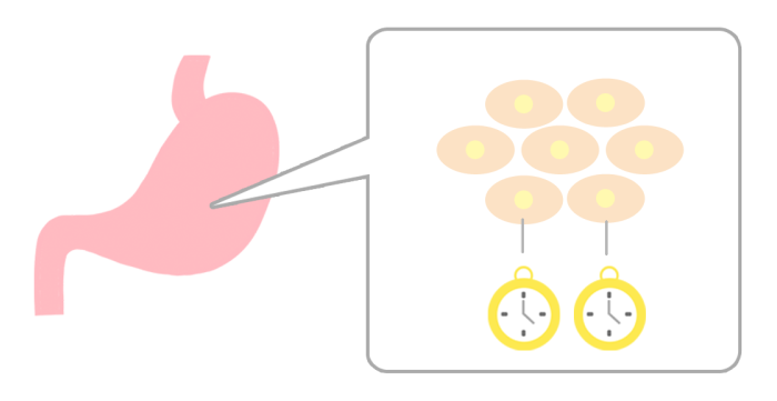 時計遺伝子イメージ