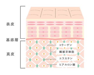 コラーゲンイメージ