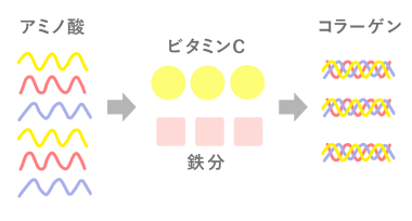 コラーゲン吸収後の仕組みイメージ