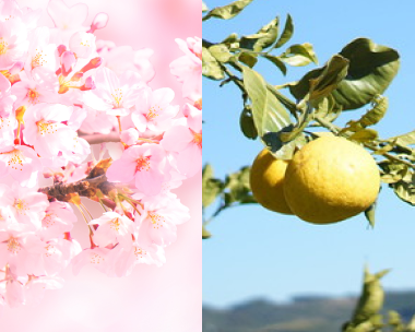 桜酵母・パール柑