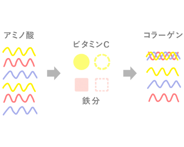 栄養不足によるコラーゲン不足