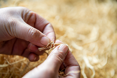 長白参のひげ根