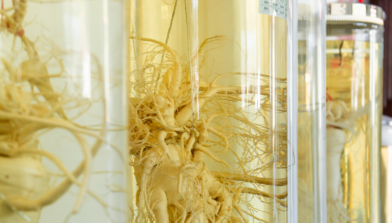 長白参エキスイメージ