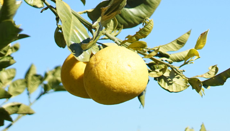 パール柑イメージ