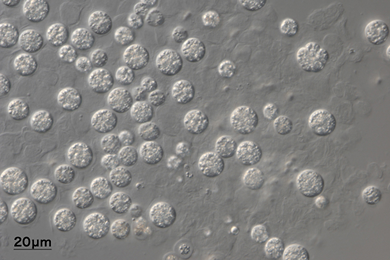 ラビリンチュラ