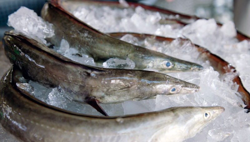 コラーゲン(鱧)イメージ