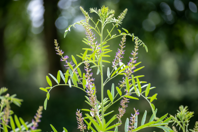 甘草(カンゾウ)