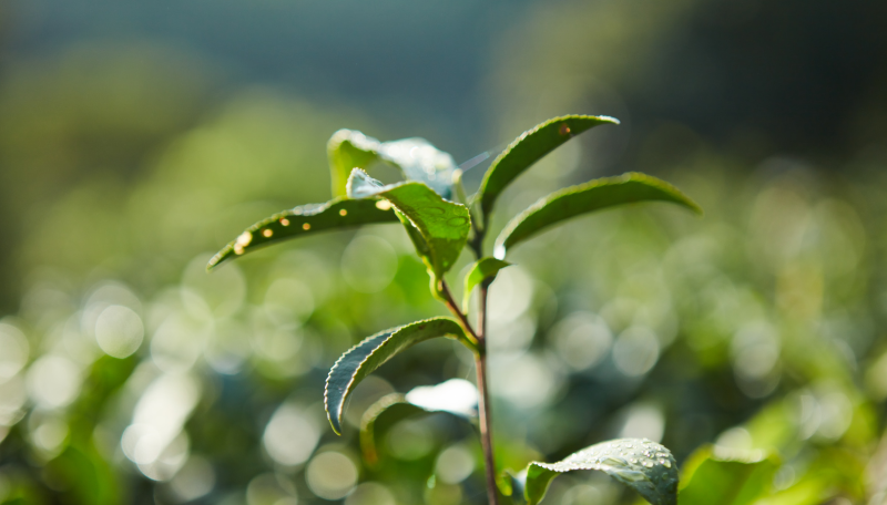 蜜香紅茶イメージ