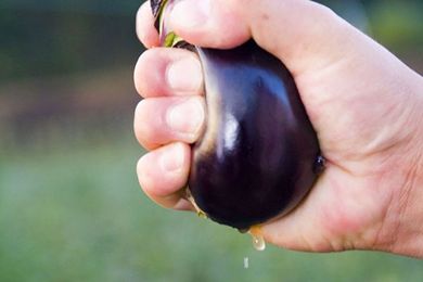 泉州水茄子の水分