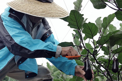 水茄子の収穫