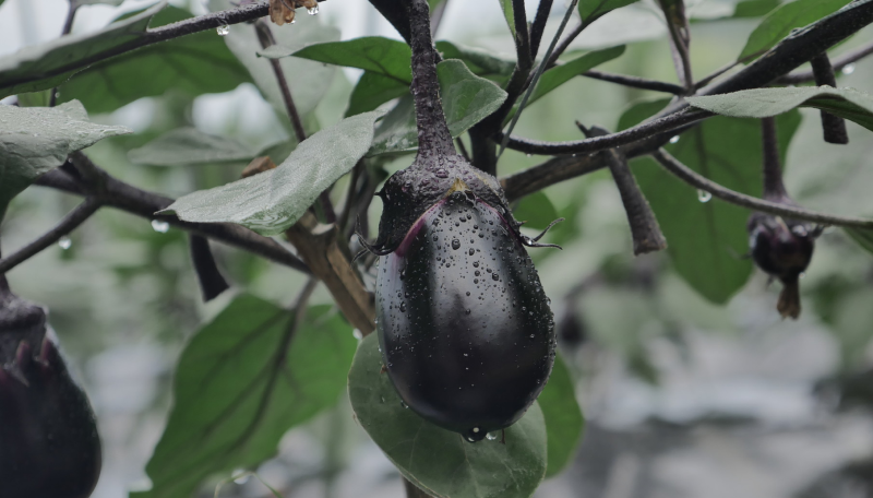 泉州水茄子イメージ