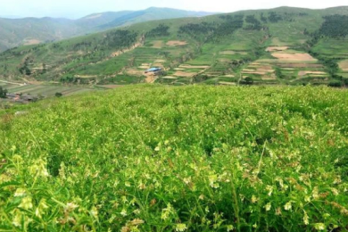 中国山西省大同市渾源県のオウギ畑