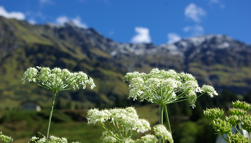 ピンピネライメージ