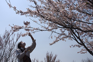 再春館製薬所敷地内の桜