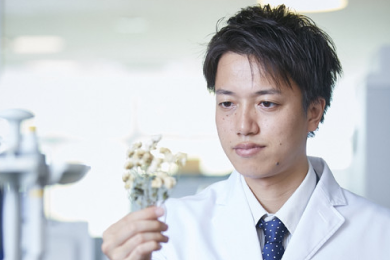 不知火菊の効能