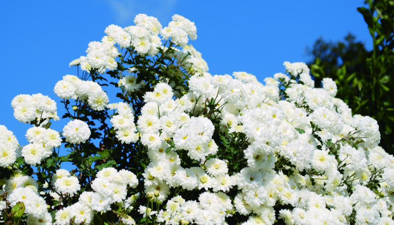 不知火菊イメージ