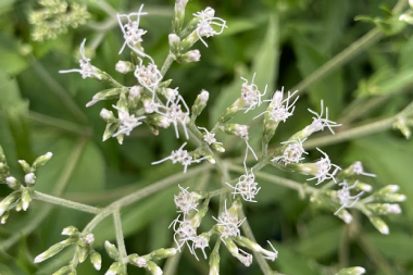 野馬追(ヤバツイ)