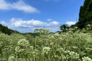 サワヒヨドリエキス