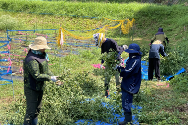 サワヒヨドリ栽培