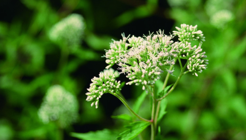 野馬追イメージ