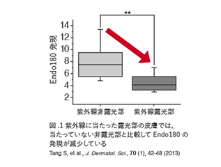 Endo180 ���O���e���O���t