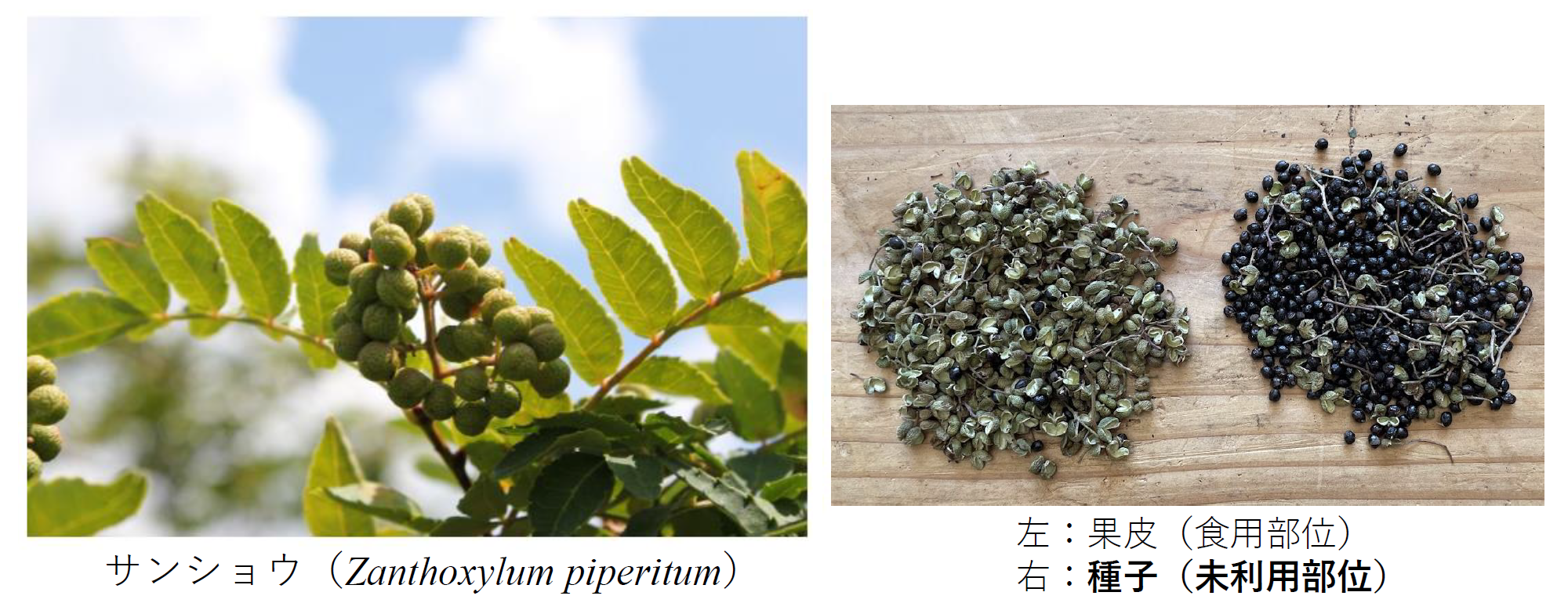 �T���V���E�f�ގʐ^