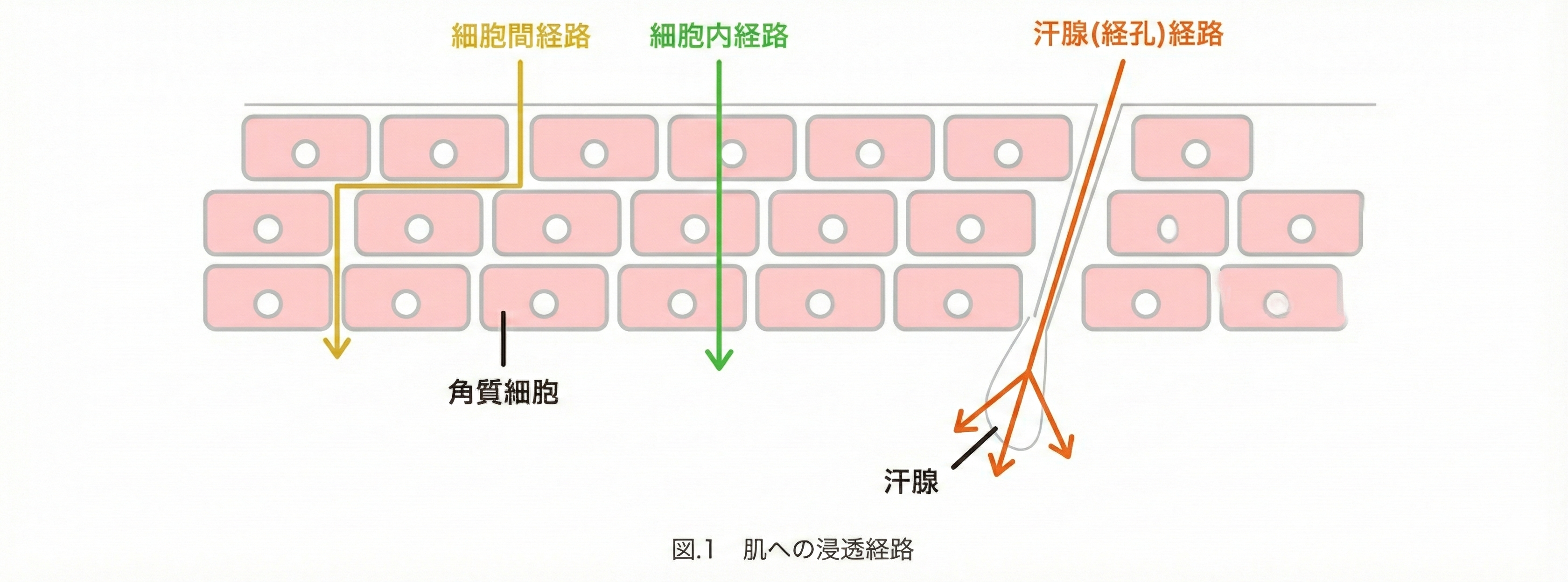 �}1�F���ւ̐Z���o�H