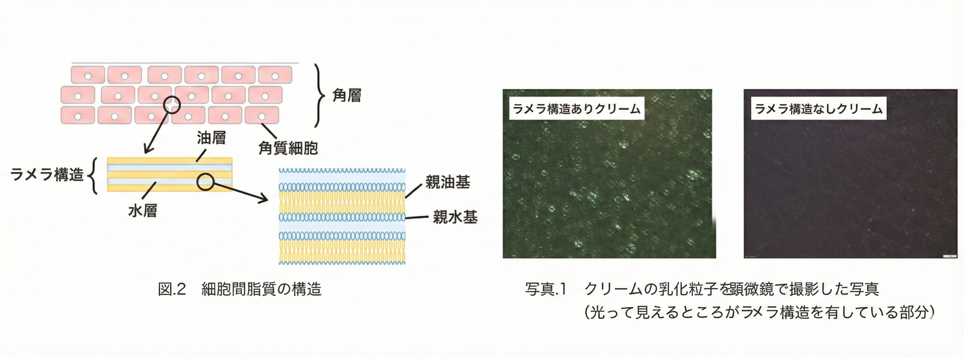 �}2�F�זE�Ԏ����̍\�� / �ʐ^1�F�N���[���̓������q