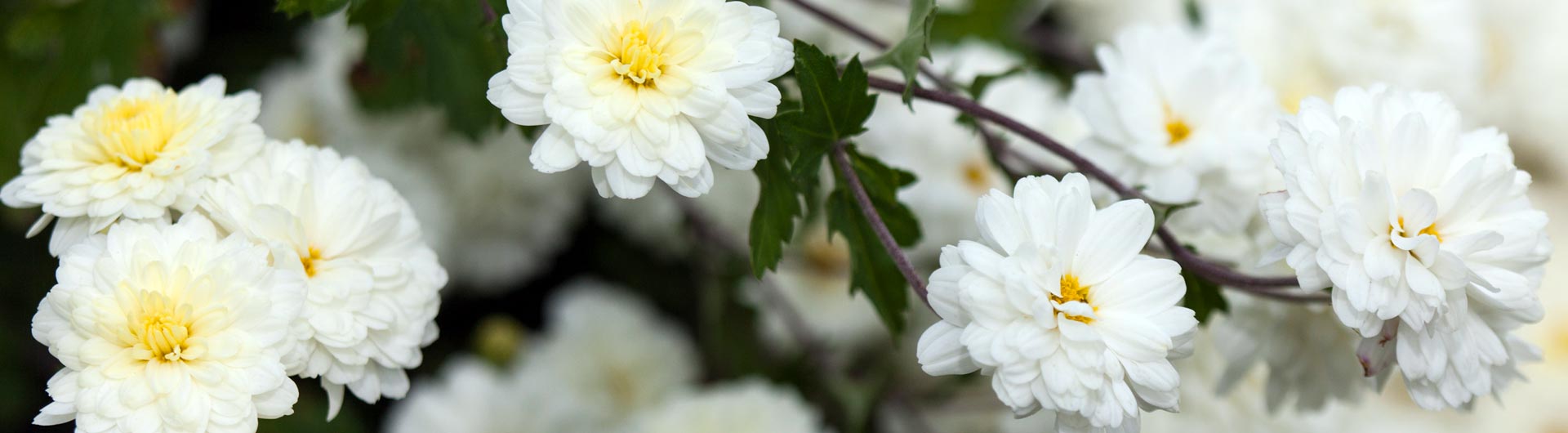 原料図鑑 不知火菊 老化研究所 再春館製薬所