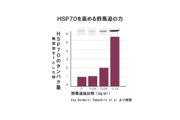 HSP70Ot