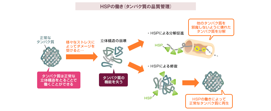 生命の根本力 熱ショックタンパク質 ヒートショックプロテイン の働き Hspって何 老化研究所 再春館製薬所