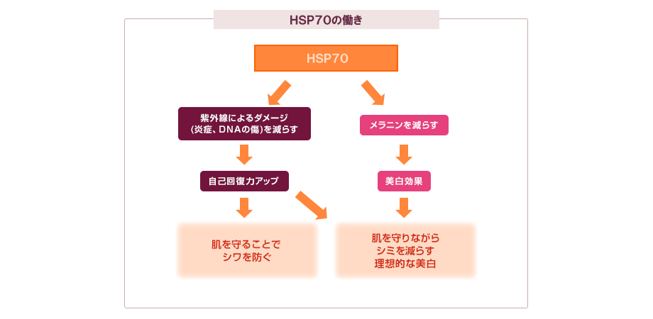 HSP70̓