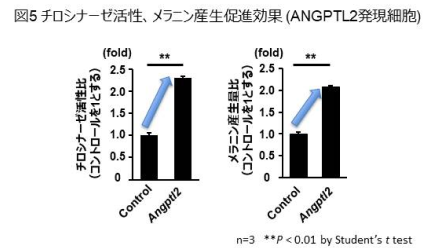 チロシナーゼ活性、メラニン産生促進k効果グラフ
