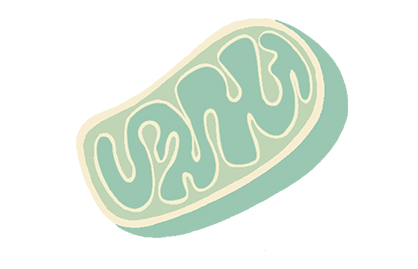 �~�g�R���h���A