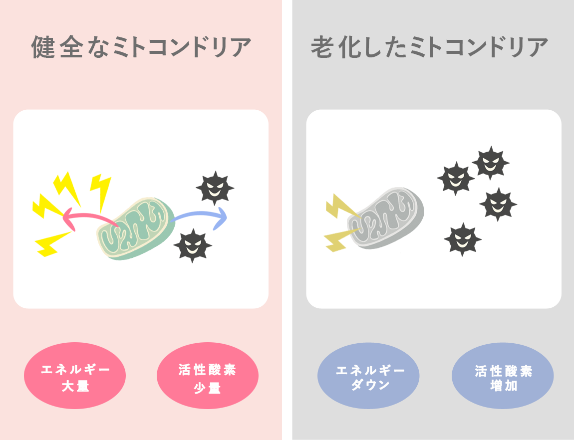 ���S�ȃ~�g�R���h���A�ƘV�������~�g�R���h���A