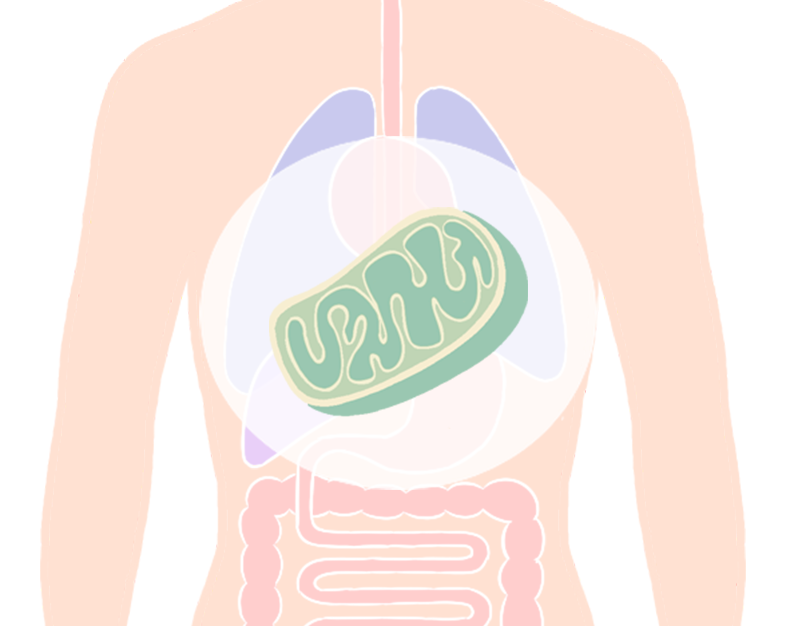 ���̃��Y�� �C���[�W