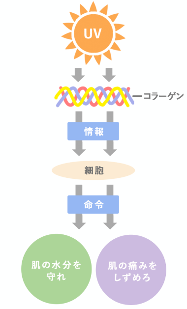 �R���[�Q���̏��`�B�C���[�W