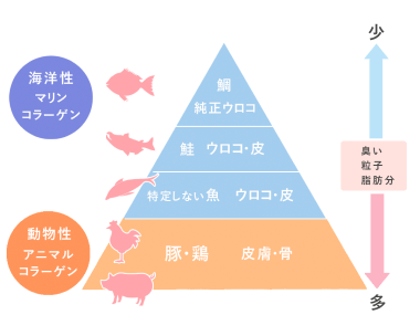 コラーゲンのピラミッド表